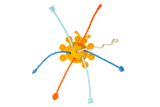 Pull String Toy